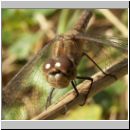 Sympetrum vulgatum - Gemeine Heidelibelle w01.jpg
